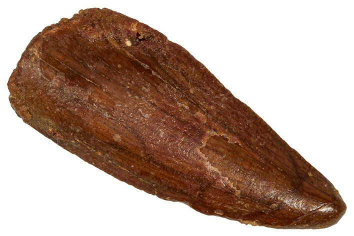 Bargain Raptor Tooth - Real Dinosaur Tooth #332888